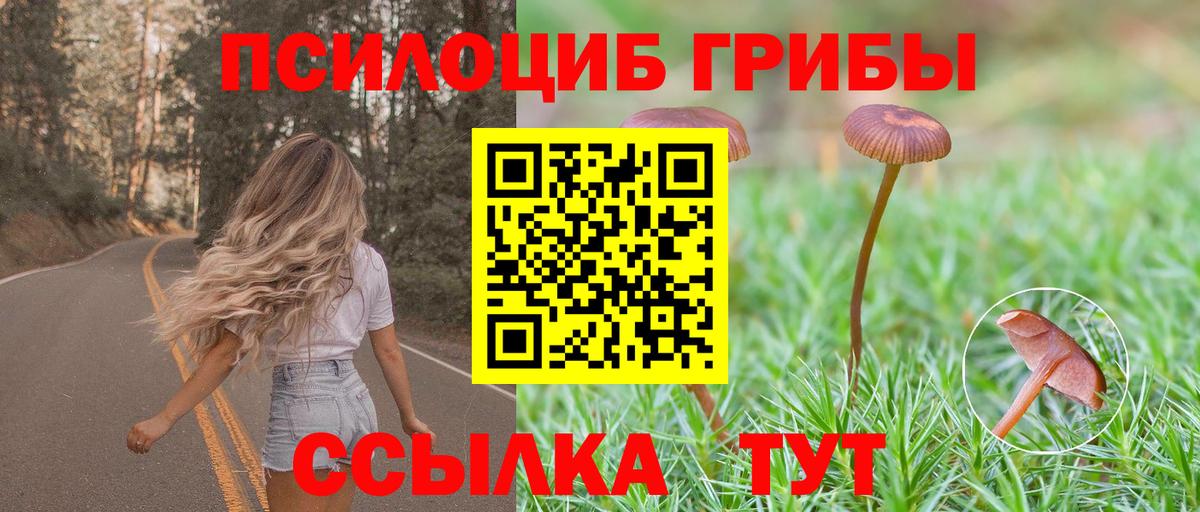 Псилоцибиновые грибы Psilocybe Обнинск